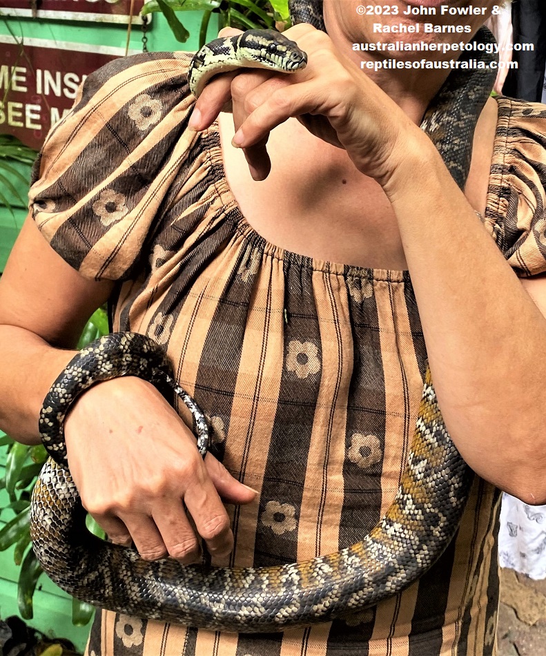 Lady showing off a pet Northern Carpet Python (Morelia spilota variegata) at Karunda Markets, Qld